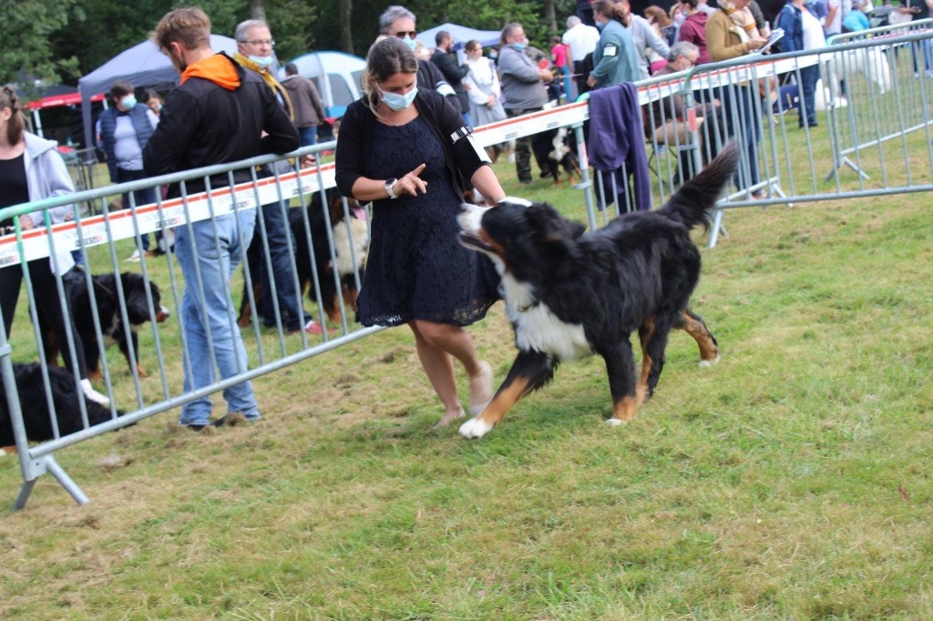 Rafale amenothes Du bois de cissard - 3eme TRÈS BON