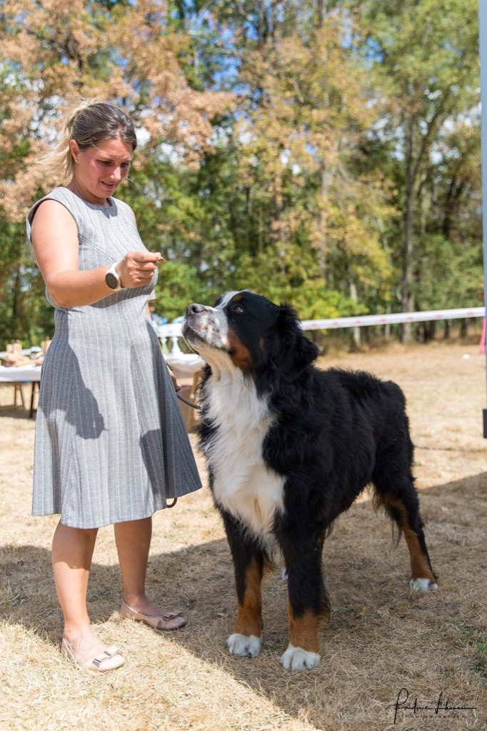 Rafale amenothes Du bois de cissard - EXCELLENT