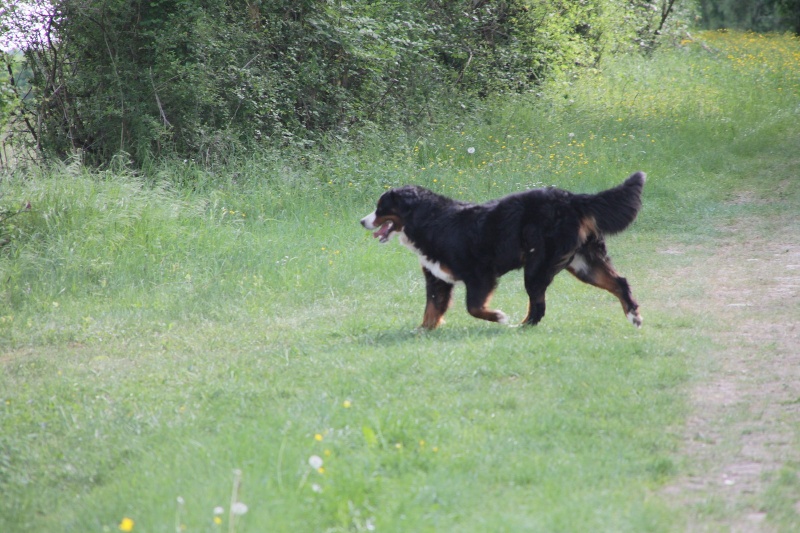 Eragone D'Ainhoa - TRES PROMETTEUR