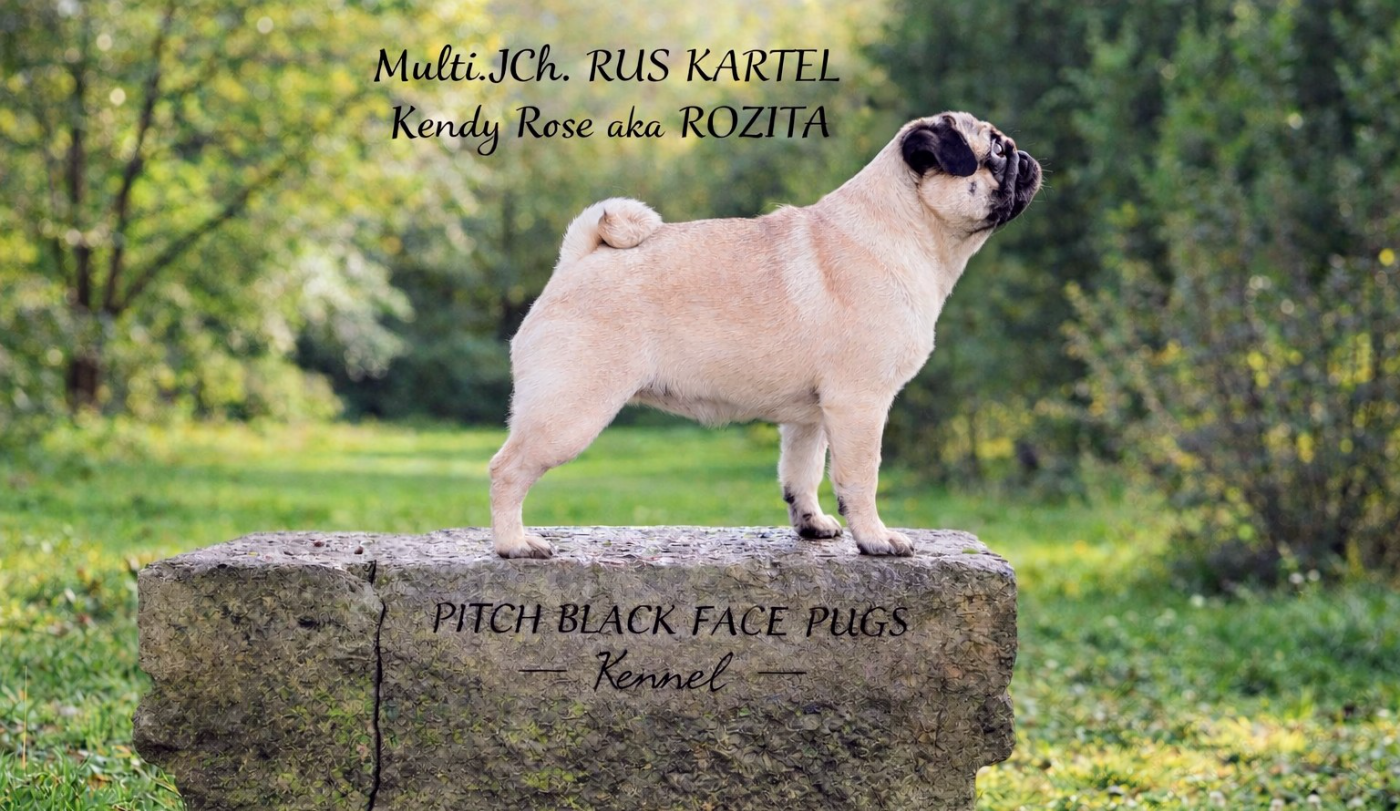 rus kartel Kendy rose