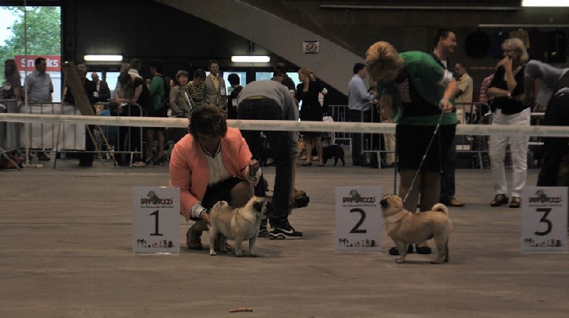 Pitch Black Face Pugs Hobsy tobsy 2 - 1st EXCELLENT / BEST OF SEX JUNIOR