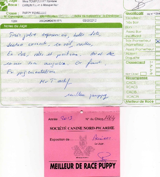 Pitch Black Face Pugs Hobsy tobsy 2 - 1ère Très PROMETTEUR / MEILLEUR PUPPY DE RACE