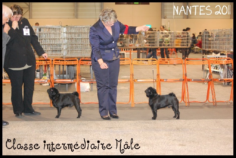 CH. montes auri Zhofrey de peyrak - 1er EXCELLENT CACS.