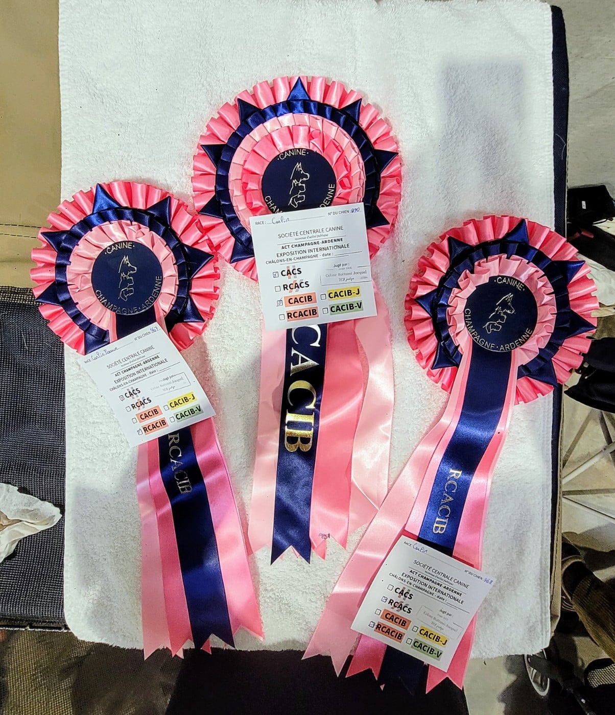 you rang milord Mr.twelvetrees aka james - 1er EXCELLENT CACS / Rés. CACIB