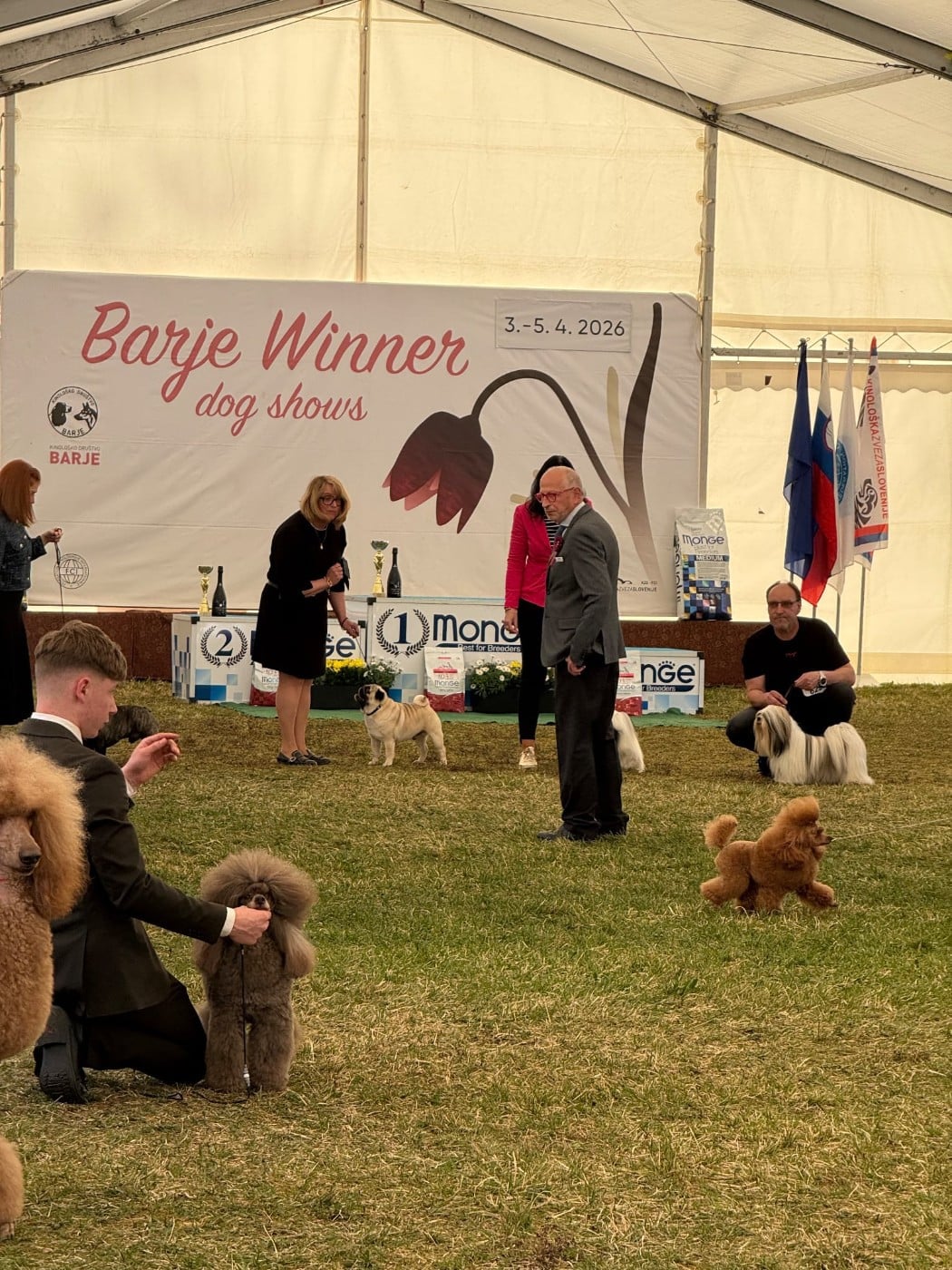 CH. you rang milord Mr.twelvetrees aka james - 1st EXCELLENT CAC / CACIB / BEST OF SEX & BARJE WINNER