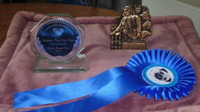 CH. montes auri Zhofrey de peyrak - 1er EXCELLENT / Meilleur Jeune Mâle / 2ème BEST JUNIOR