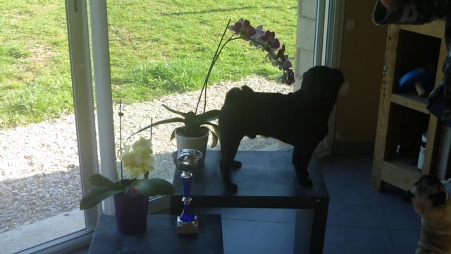 CH. montes auri Zhofrey de peyrak - Très Prometteur (Classe PUPPY)