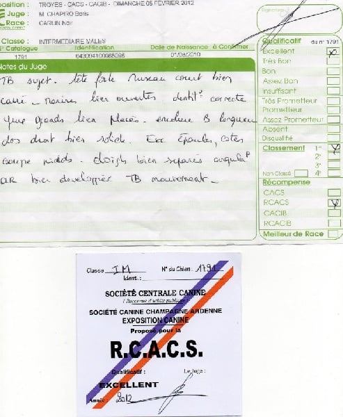 CH. montes auri Zhofrey de peyrak - 1er EXCELLENT RCACS (Classe INTERMEDIAIRE)