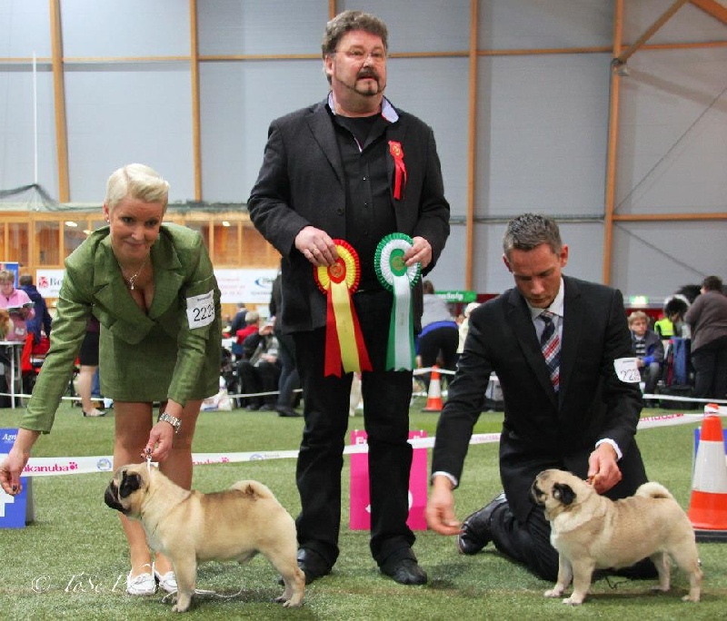 CH. Pitch Black Face Pugs Highness high born aka henry - 1er EXCELLENT / Rés. CAC / Rés. CACIB / Rés. BEST OF SEX