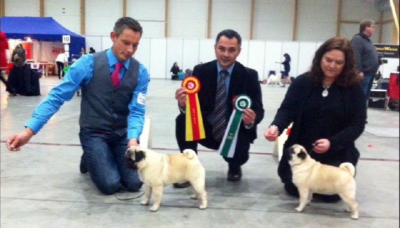 CH. Pitch Black Face Pugs Highness high born aka henry - 1st EXCELLENT / Bm / CAC / Bob Junior / BEST OF BREED