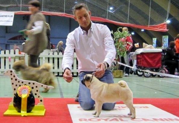 CH. Pitch Black Face Pugs Highness high born aka henry - 1er Très PROMETTEUR / BOB PUPPY / BOG 3