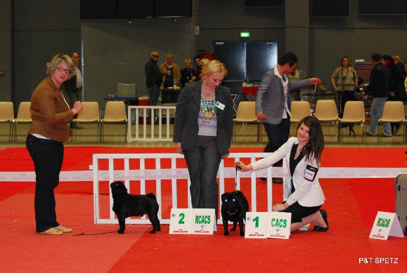 CH. montes auri Zhofrey de peyrak - 1er EXCELLENT RCACS (Classe INTERMEDIAIRE)