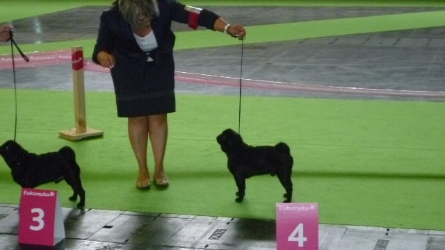 CH. montes auri Zhofrey de peyrak - 4ème EXCELLENT (Classe JEUNE)