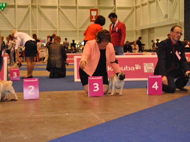 Pitch Black Face Pugs Hobsy tobsy 2 - 3rd EXCELLENT / 10