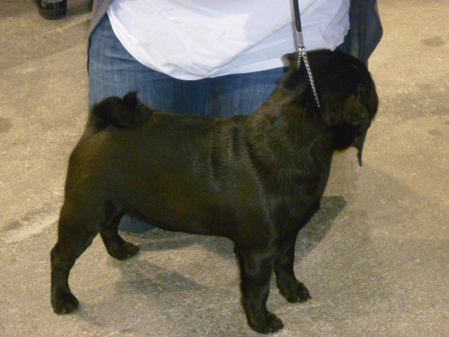 CH. montes auri Zhofrey de peyrak - Très Prometteur (Classe PUPPY)