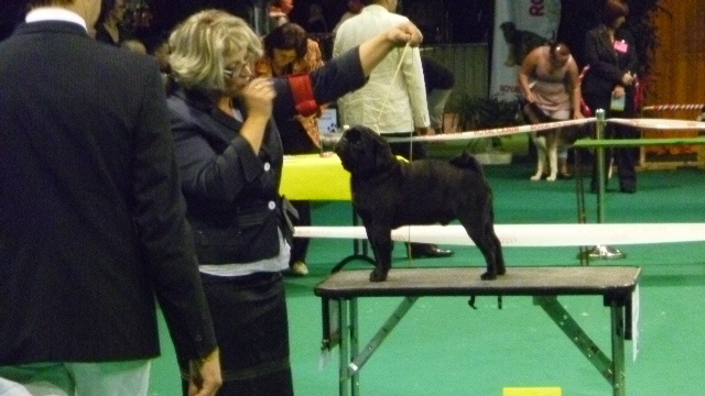 CH. montes auri Zhofrey de peyrak - 1er Très Bon.