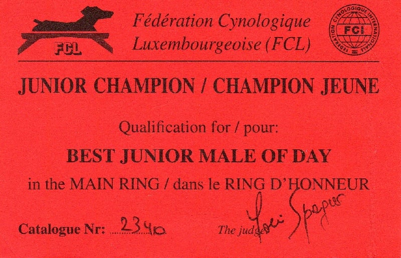 CH. montes auri Zhofrey de peyrak - 1er EXCELLENT / BEST JUNIOR BLACK / CHAMPION JUNIOR Of LUXEMBOURG