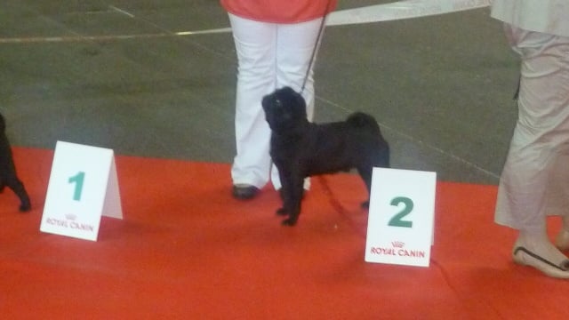 CH. montes auri Zhofrey de peyrak - 2ème EXCELLENT Trés Prometteur (Classe PUPPY)