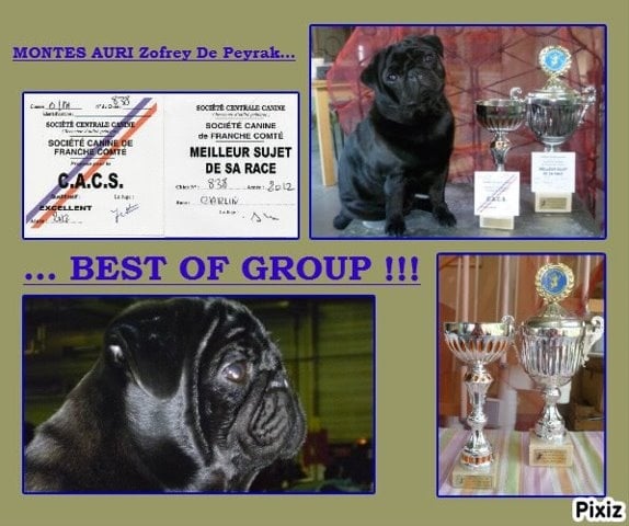 CH. montes auri Zhofrey de peyrak - 1er EXCELLENT / CACS / MEILLEUR de RACE / MEILLEUR de GROUPE / dans les 5ème BIS