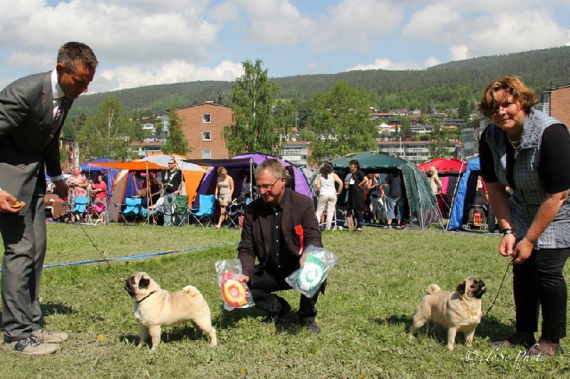 CH. Pitch Black Face Pugs Highness high born aka henry - 1st EXCELLENT / BEST OF BREED Junior / BEST OF BREED / BEST OF GROUP #2#