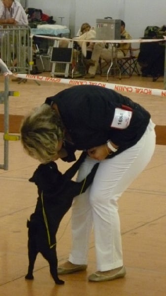 CH. montes auri Zhofrey de peyrak - 1er EXCELLENT Meilleur Jeune Noir + CONFIRME + TAN 20/20