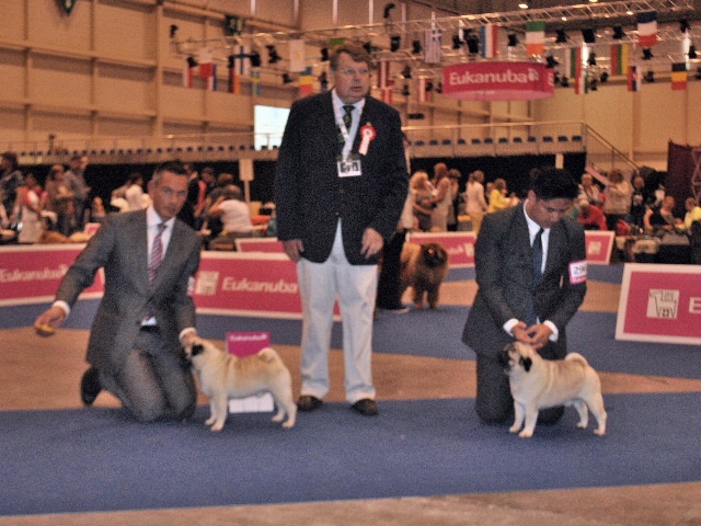 CH. Pitch Black Face Pugs Highness high born aka henry - 1st EXCELLENT / CAC / CACIB / BEST OF SEX / BEST OF BREED and BEST OF GROUP