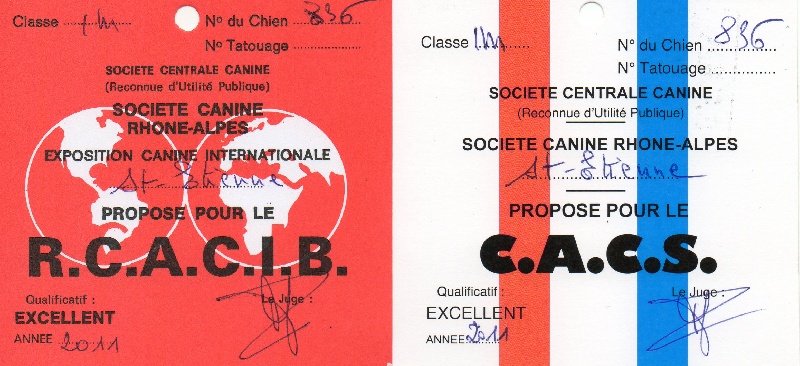 CH. montes auri Zhofrey de peyrak - 1er EXCELLENT / CACS / RCACIB (Classe INTERMEDIAIRE)