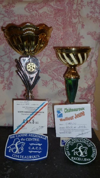 CH. montes auri Zhofrey de peyrak - 1er EXCELLENT / CACS (Classe OUVERTE°