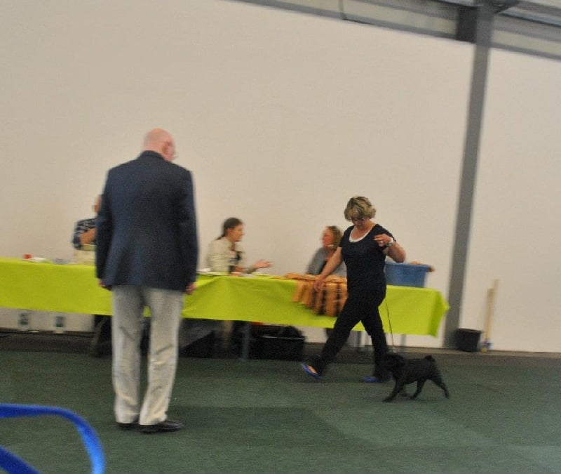 CH. montes auri Zhofrey de peyrak - 1er EXCELLENT Anw. Dt. Ch. VDH + CAC