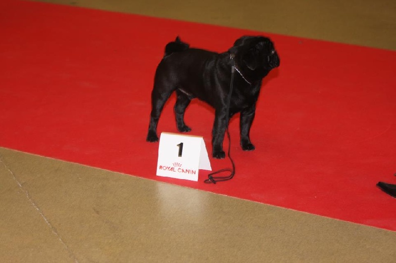 CH. montes auri Zhofrey de peyrak - 1er EXCELLENT (Classe INTERMEDIAIRE)