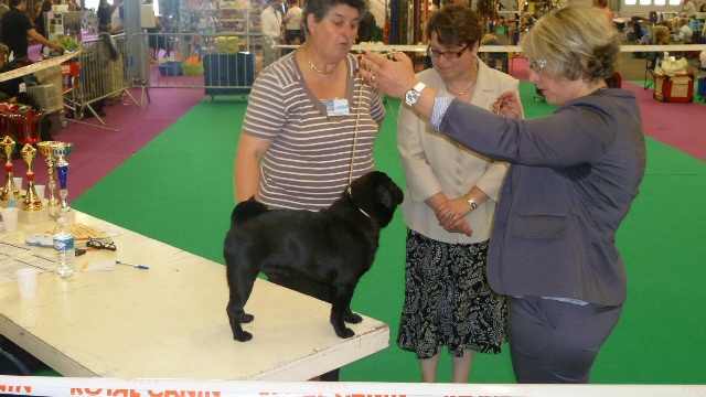 CH. montes auri Zhofrey de peyrak - 1er EXCELLENT / MEILLEUR JEUNE NOIR (Classe JEUNE)
