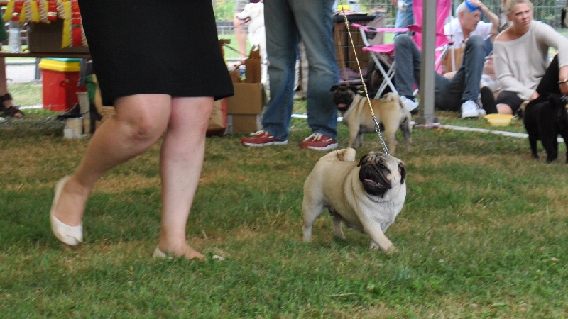 Pitch Black Face Pugs Hobsy tobsy 2 - 2nd EXCELLENT / Res. Anw. Dt. Jug. Ch. VDH / Res. CAC Jug.