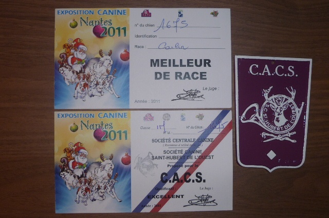 CH. montes auri Zhofrey de peyrak - 1er EXCELLENT / CACS / MEILLEUR DE RACE (BOB)