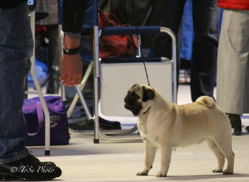 CH. Pitch Black Face Pugs Highness high born aka henry - 1Ex - Ck - Bm1 - CAC / BOB Junior / BEST OF BREED / Res.BOG
