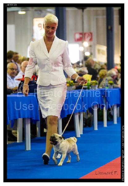 CH. Pitch Black Face Pugs Highness high born aka henry - 1er Très PROMETTEUR (Classe BABY Fauve) / BEST BABY of Color / BOB BABY