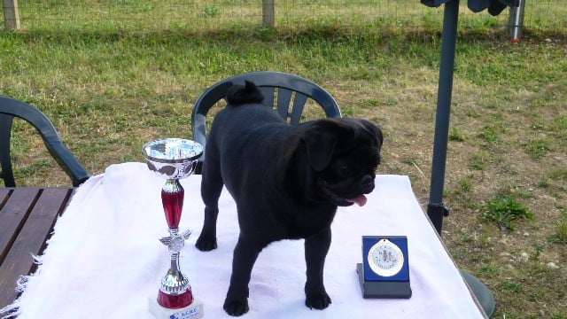 CH. montes auri Zhofrey de peyrak - 1er EXCELLENT (Classe JEUNE)