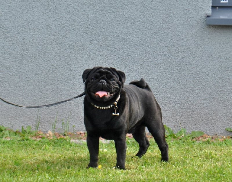 CH. montes auri Zhofrey de peyrak - 1er EXCELLENT Anw. Dt. Ch. VDH + CAC + VK CAC