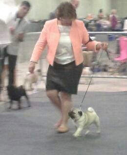 Pitch Black Face Pugs Hobsy tobsy 2 - 1st EXCELLENT and becomes JUNIOR LUXEMBOURG CHAMPION