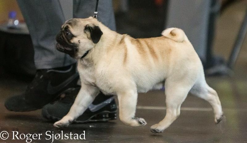 CH. Pitch Black Face Pugs Highness high born aka henry - BEST OF BREED / BEST OF GROUP / BEST IN SHOW 3th
