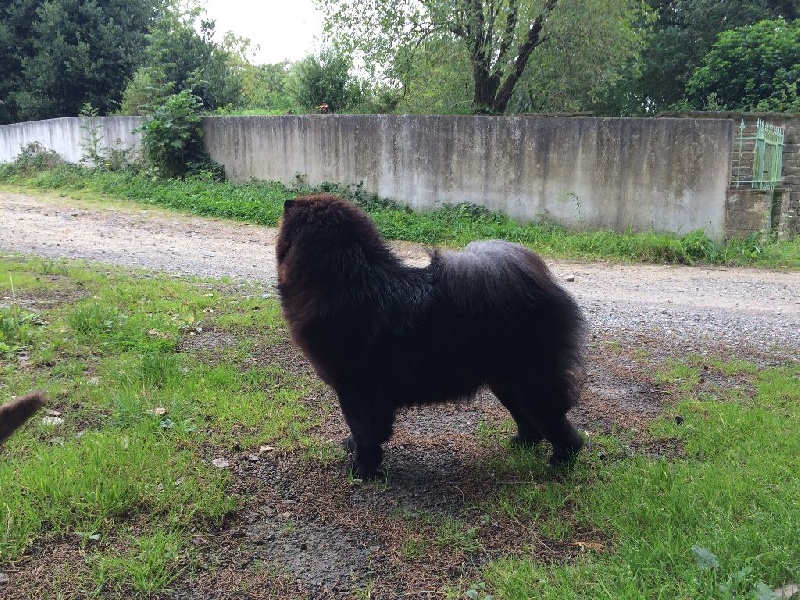 Jun shi Des Pousses Pousses De Bambou