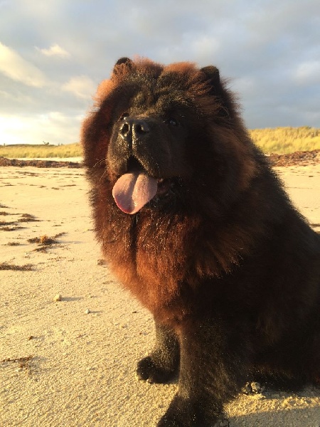 Jun shi Des Pousses Pousses De Bambou