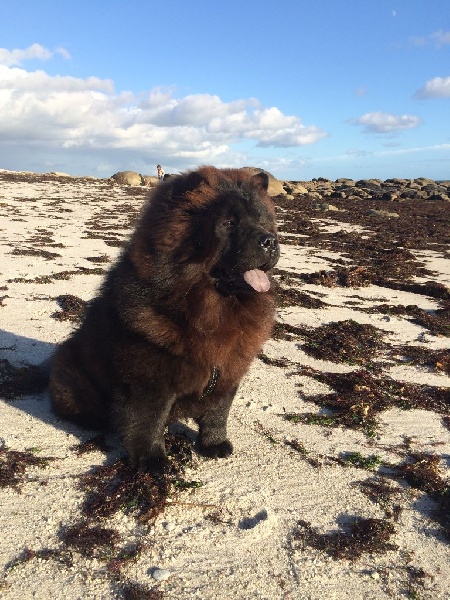 Jun shi Des Pousses Pousses De Bambou