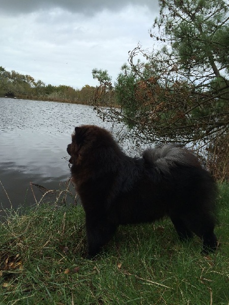 Jun shi Des Pousses Pousses De Bambou