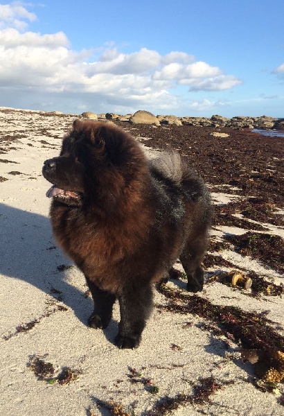 Jun shi Des Pousses Pousses De Bambou