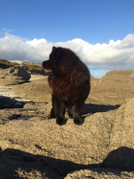 Jun shi Des Pousses Pousses De Bambou