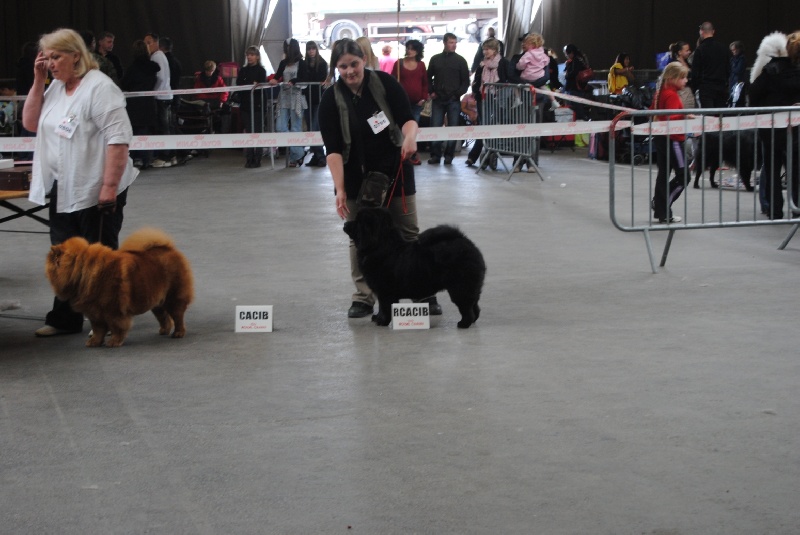 CH. Empress of china du lee dou des thitounes - 1er Excellent - CACS - CACIB