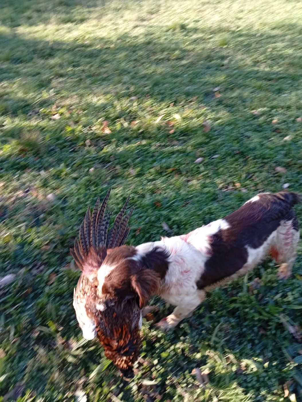 Publication : Du Roi Des Broussailles Auteur : du roi des broussailles