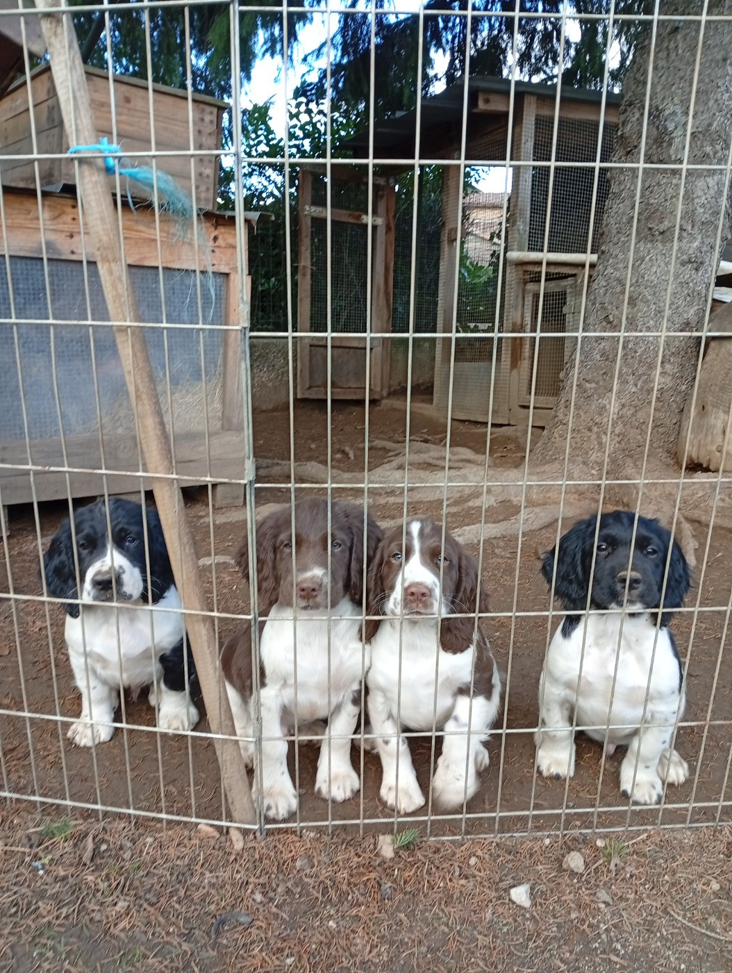 English Springer Spaniel - Du Roi Des Broussailles