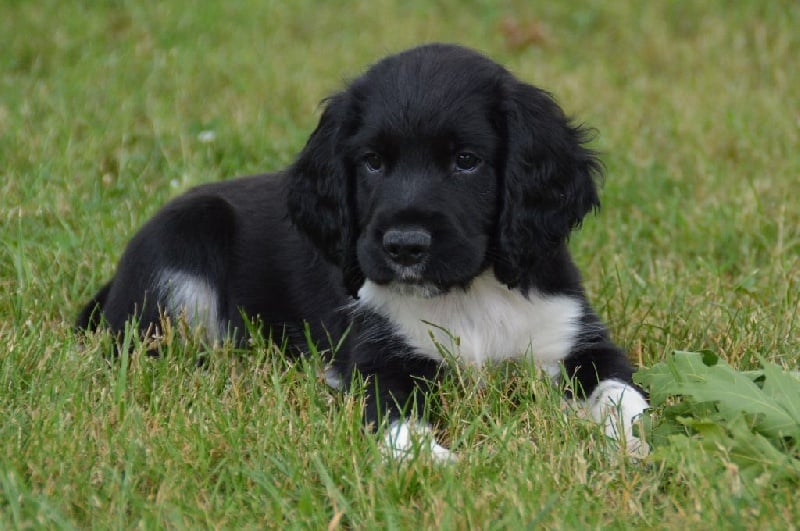 Chiot - Elevage Du Roi Des Broussailles - eleveur de chiens English