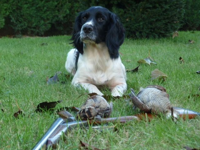 TR. CH. Hot Du Roi Des Broussailles - 3 EXC